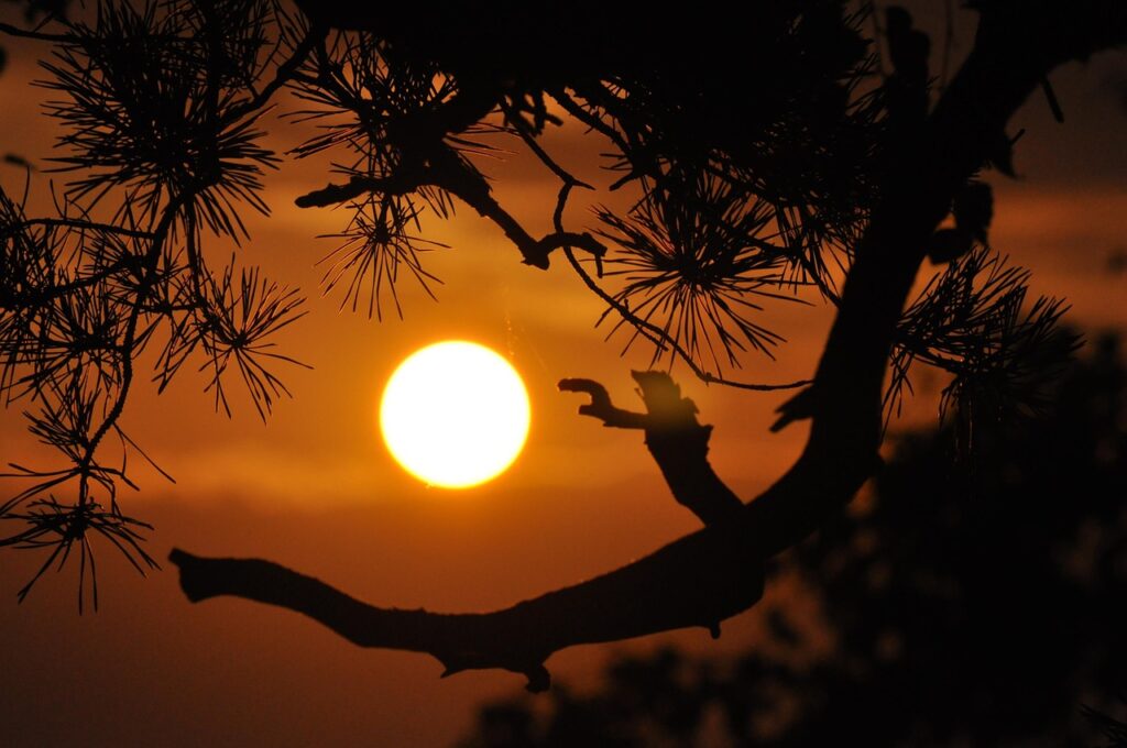 Kui kogemus ja “ametlik lugu” ei kattu sunset, branches, silhouettes, backlighting, nature, sun, dusk, twilight, orange sky, tree, tree silhouette, setting sun