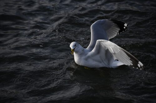 Kui haiget teeb mitte juhtunu, vaid reetmine seagull, bird, flying, water, seabirds, nature, float