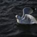 Kui haiget teeb mitte juhtunu, vaid reetmine seagull, bird, flying, water, seabirds, nature, float