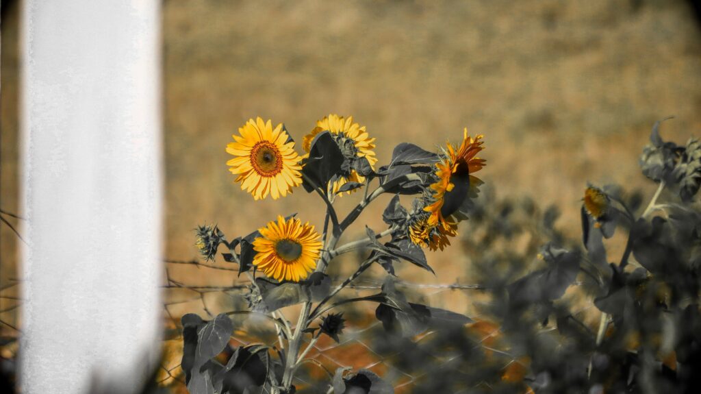 Ma ei pea parandama seda, mida ma ei ole lõhkunud Bright sunflowers in a Juja field, showcasing rural beauty and nature's vibrancy.