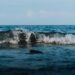 Lisandus uus pusletükk mõistatusse. Arvamus-kogemus A dynamic ocean wave breaking near the shoreline, illustrating the power of nature.