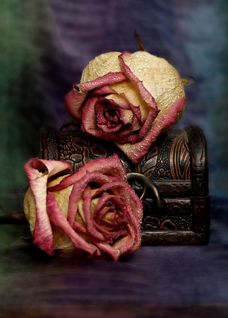 Minu nädalakokkuvõte 5.07-12.07 rose, rose flower, box, dry, memories