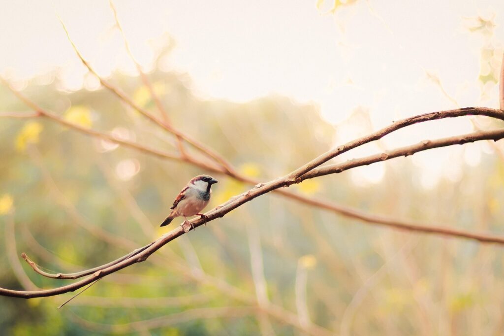 Mõnikord nendest inetutest lugudest saavad alguse palju paremad lood. house sparrow, branch, beak, animal, outdoors, feathers, close-up, tree, bird watching, beauty in nature, yellow, nature