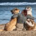 dogs, nature, friends, trust, beach, friendship, happy, together