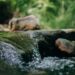 Vahel öeldakse, et vaikus räägib rohkem kui sõnad. Mida aeg edasi, seda enam olen hakanud sellest aru saama. Peaceful stream flowing over rocks in a lush forest setting, capturing nature's serenity.