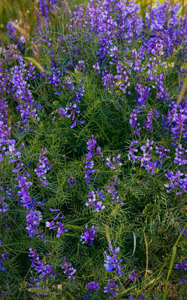 Minu nädalakokkuvõte 5.07-12.07 A lush display of vibrant purple wildflowers thriving in a natural setting, showcasing nature's beauty.