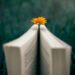 A yellow flower placed within an open book outdoors, symbolizing tranquility and knowledge.