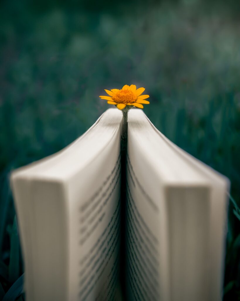 Minu nädalakokkuvõte 5.07-12.07 A yellow flower placed within an open book outdoors, symbolizing tranquility and knowledge.