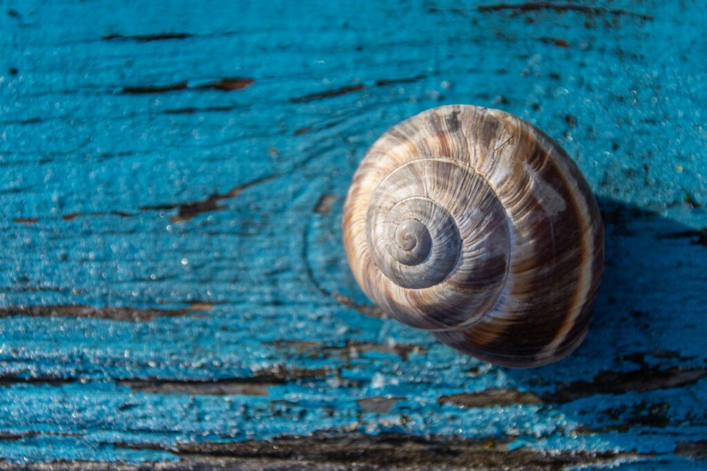 Detailed close-up of a brown snail shell on a textured, weathered blue wooden background.