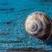 Detailed close-up of a brown snail shell on a textured, weathered blue wooden background.