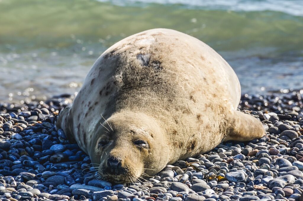 seal, animal, sleep, nature, coast