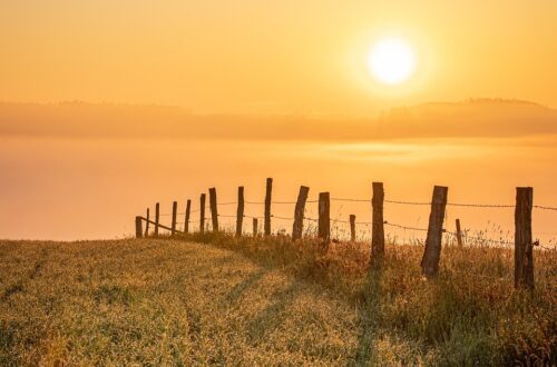 sunset, field, fence, demarcation, grass, grassland, single tree, sundown, dusk, twilight, setting sun, sky, nature, fog, landscape, clouds, meadow, horizon, sunlight, light, sun, sunset, field, fence, fence, fence, sky, nature, light, sun, sun, sun, sun, sun