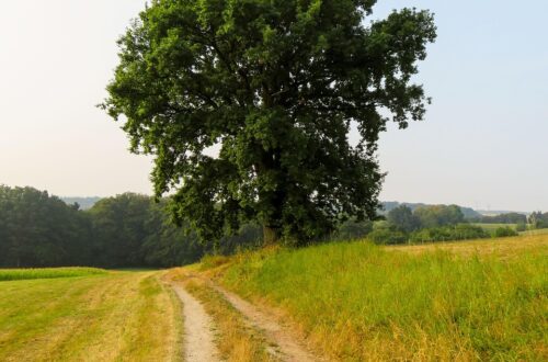 path, field, dirt road, landscape, tree, quiet, nature, silence