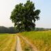path, field, dirt road, landscape, tree, quiet, nature, silence