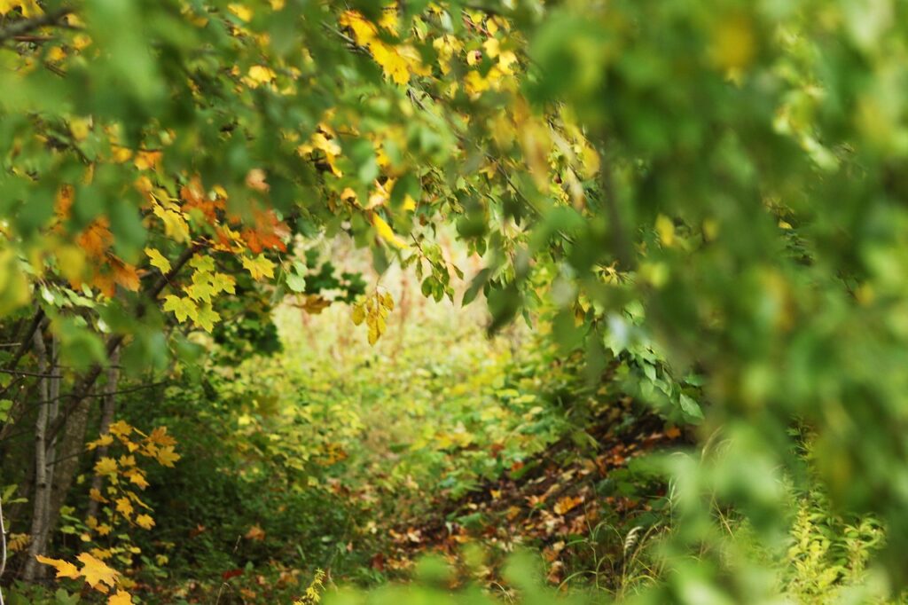 autumn, fall, landscape, nature, leaves, forrest, forrest, forrest, forrest, forrest, forrest