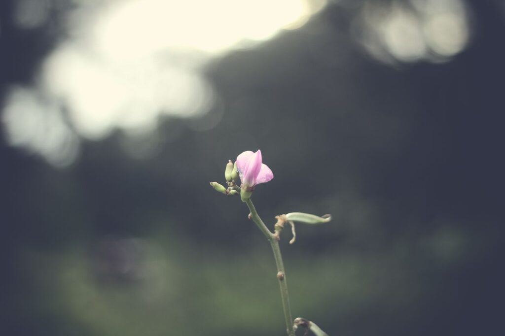 A gentle pink flower bud with a blurred earthy background, capturing nature's simplicity.