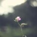 A gentle pink flower bud with a blurred earthy background, capturing nature's simplicity.