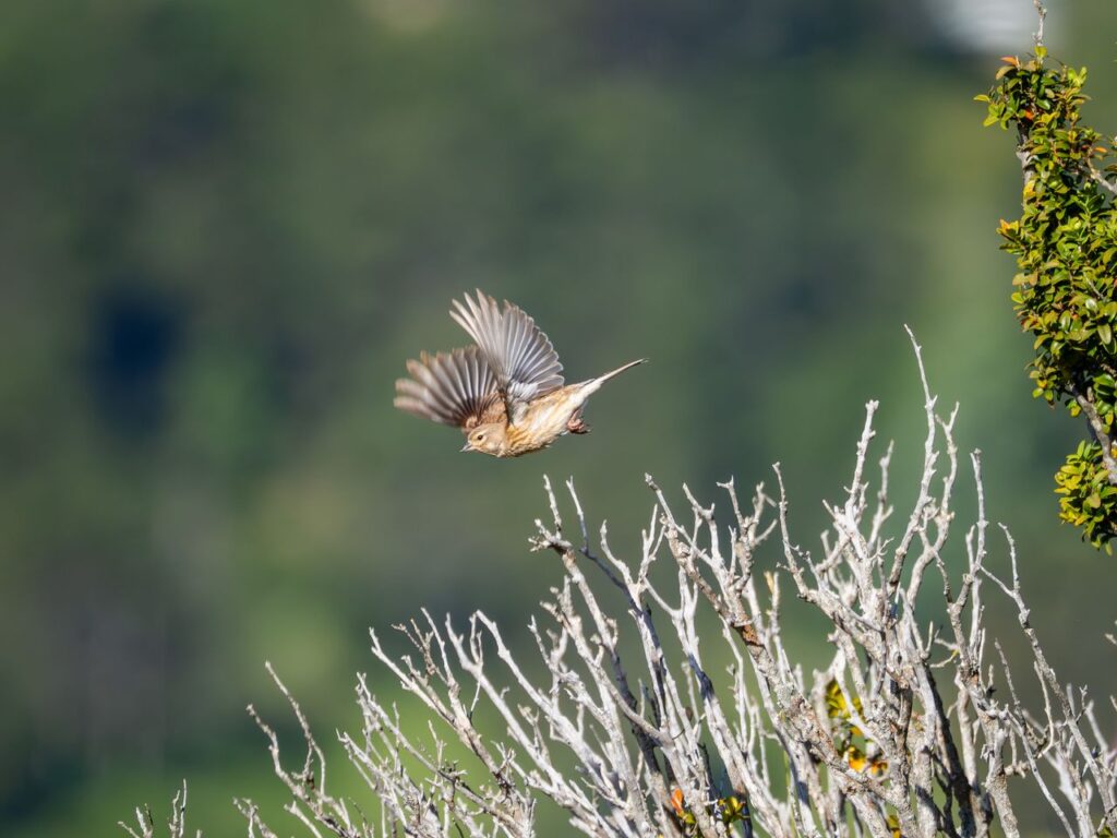 A brown bird gracefully flying over dried branches with blurred greenery in the background.