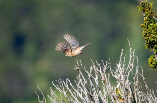 A brown bird gracefully flying over dried branches with blurred greenery in the background.