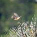 A brown bird gracefully flying over dried branches with blurred greenery in the background.